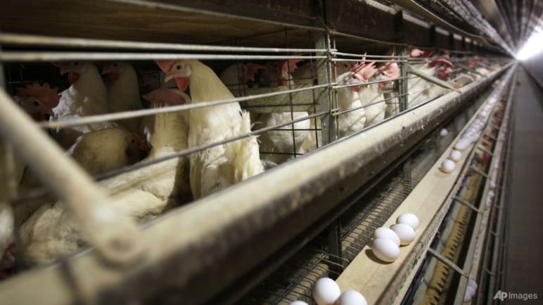 CNA Explains: Bird flu is spreading globally. How worried should we be?