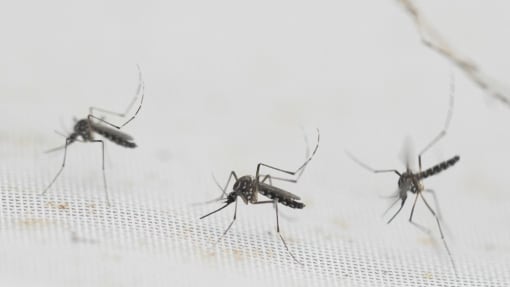 13 dengue deaths in first half of 2024, more than double last year's total