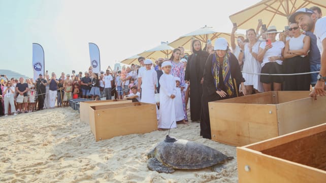 Not just skyscrapers: Dubai’s lesser-known turtle rescue programme is a draw too