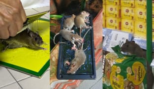 Rats are a growing problem in Singapore. Here are the hotspots and what’s being done