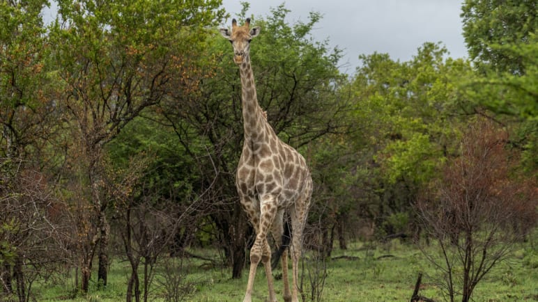 Giraffes bring peace to Kenyan communities once at odds 